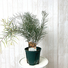 画像をギャラリービューアに読み込む, 【予約商品:10/14発送】アカシア・フェニックスゴールド 5号 1鉢