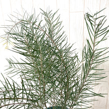 画像をギャラリービューアに読み込む, 【予約商品:10/14発送】アカシア・フェニックスゴールド 5号 1鉢