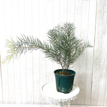 画像をギャラリービューアに読み込む, 【予約商品:10/14発送】アカシア・フェニックスゴールド 5号 1鉢