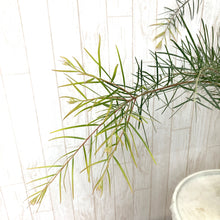 画像をギャラリービューアに読み込む, 【予約商品:10/14発送】アカシア・フェニックスゴールド 5号 1鉢