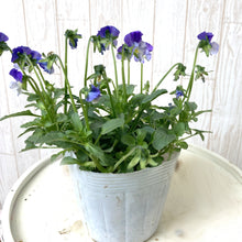 画像をギャラリービューアに読み込む, 【予約商品:11/11以降発送】ゾウさんビオラ 花苗 4ポットセット