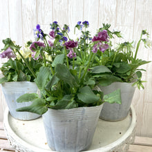 画像をギャラリービューアに読み込む, 【予約商品:11/11以降発送】ゾウさんビオラ 花苗 4ポットセット
