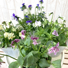 画像をギャラリービューアに読み込む, 【予約商品:11/11以降発送】ゾウさんビオラ 花苗 4ポットセット