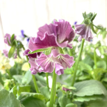 画像をギャラリービューアに読み込む, 【予約商品:11/11以降発送】ゾウさんビオラ 花苗 4ポットセット