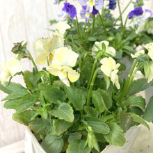 画像をギャラリービューアに読み込む, 【予約商品:11/11以降発送】ゾウさんビオラ 花苗 4ポットセット
