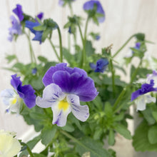 画像をギャラリービューアに読み込む, 【予約商品:11/11以降発送】ゾウさんビオラ 花苗 4ポットセット