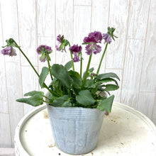 画像をギャラリービューアに読み込む, 【予約商品:11/11以降発送】ゾウさんビオラ 花苗 4ポットセット
