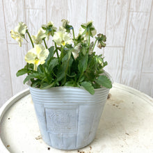 画像をギャラリービューアに読み込む, 【予約商品:11/11以降発送】ゾウさんビオラ 花苗 4ポットセット