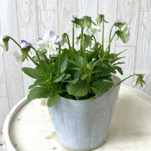 画像をギャラリービューアに読み込む, 【予約商品:11/11以降発送】ゾウさんビオラ 花苗 4ポットセット