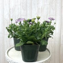 画像をギャラリービューアに読み込む, 【予約商品:3/22発送】オステオスペルマム・シルム 3.5号 3ポットセット