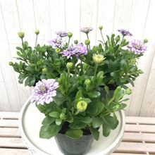 画像をギャラリービューアに読み込む, 【予約商品:3/22発送】オステオスペルマム・シルム 3.5号 3ポットセット