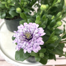 画像をギャラリービューアに読み込む, 【予約商品:3/22発送】オステオスペルマム・シルム 3.5号 3ポットセット