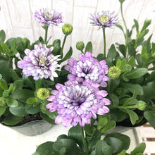 画像をギャラリービューアに読み込む, 【予約商品:3/22発送】オステオスペルマム・シルム 3.5号 3ポットセット