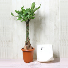 画像をギャラリービューアに読み込む, パキラ ねじり 7号 鉢カバー「Re:af®」セット