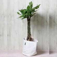 画像をギャラリービューアに読み込む, パキラ ねじり 7号 鉢カバー「Re:af®」セット