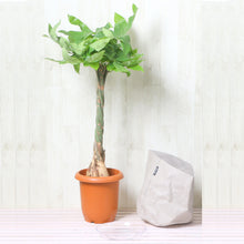 画像をギャラリービューアに読み込む, パキラ ねじり 7号 鉢カバー「Re:af®」セット