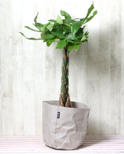 画像をギャラリービューアに読み込む, パキラ ねじり 7号 鉢カバー「Re:af®」セット