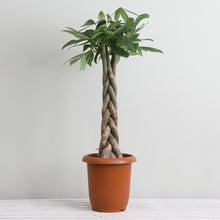 画像をギャラリービューアに読み込む, パキラ ねじり 7号 室内におすすめ 観葉植物
