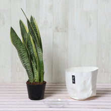 画像をギャラリービューアに読み込む, サンスベリア・ローレンティー 4号 「Re:af®」鉢カバーセット