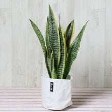 画像をギャラリービューアに読み込む, サンスベリア・ローレンティー 4号 「Re:af®」鉢カバーセット