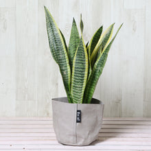 画像をギャラリービューアに読み込む, サンスベリア・ローレンティー 4号 「Re:af®」鉢カバーセット