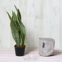 画像をギャラリービューアに読み込む, サンスベリア・ローレンティー 4号 「Re:af®」鉢カバーセット