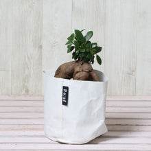 画像をギャラリービューアに読み込む, ガジュマル 4号 鉢カバー「Re:af®」セット