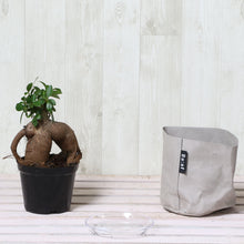 画像をギャラリービューアに読み込む, ガジュマル 4号 鉢カバー「Re:af®」セット