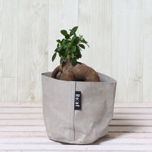 画像をギャラリービューアに読み込む, ガジュマル 4号 鉢カバー「Re:af®」セット