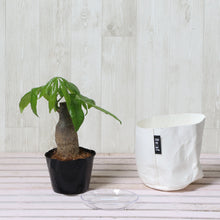 画像をギャラリービューアに読み込む, パキラ 4号 鉢カバー「Re:af®」セット