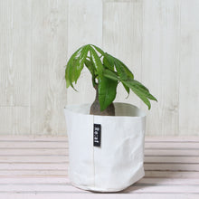 画像をギャラリービューアに読み込む, パキラ 4号 鉢カバー「Re:af®」セット