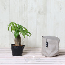 画像をギャラリービューアに読み込む, パキラ 4号 鉢カバー「Re:af®」セット