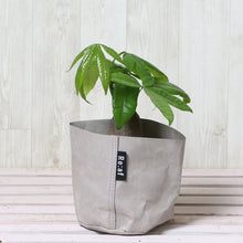 画像をギャラリービューアに読み込む, パキラ 4号 鉢カバー「Re:af®」セット