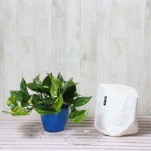 画像をギャラリービューアに読み込む, ポトス・斑入 5号 鉢カバー「Re:af®」セット