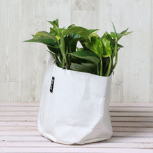 画像をギャラリービューアに読み込む, ポトス・斑入 5号 鉢カバー「Re:af®」セット