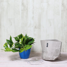 画像をギャラリービューアに読み込む, ポトス・斑入 5号 鉢カバー「Re:af®」セット