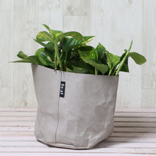 画像をギャラリービューアに読み込む, ポトス・斑入 5号 鉢カバー「Re:af®」セット