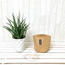 画像をギャラリービューアに読み込む, サンスベリア・ファーンウッド 4.5号 鉢カバー「Re:af®」セット