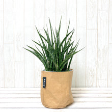 画像をギャラリービューアに読み込む, サンスベリア・ファーンウッド 4.5号 鉢カバー「Re:af®」セット