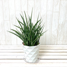 画像をギャラリービューアに読み込む, サンスベリア・ファーンウッド 4.5号 鉢カバー「Re:af®」セット