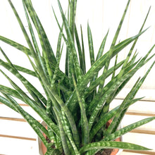 画像をギャラリービューアに読み込む, サンスベリア・ファーンウッド 4.5号 鉢カバー「Re:af®」セット