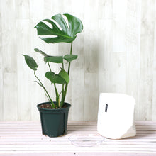 画像をギャラリービューアに読み込む, モンステラ・アダンソニー 6号 鉢カバー「Re:af®」セット