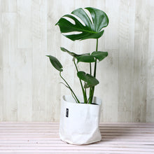 画像をギャラリービューアに読み込む, モンステラ・アダンソニー 6号 鉢カバー「Re:af®」セット