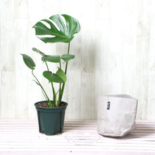 画像をギャラリービューアに読み込む, モンステラ・アダンソニー 6号 鉢カバー「Re:af®」セット