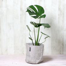 画像をギャラリービューアに読み込む, モンステラ・アダンソニー 6号 鉢カバー「Re:af®」セット
