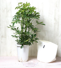 画像をギャラリービューアに読み込む, 斑入り ホンコンカポック(シェフレラ) 7号 鉢カバー「Re:af®」セット