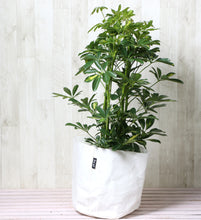 画像をギャラリービューアに読み込む, 斑入り ホンコンカポック(シェフレラ) 7号 鉢カバー「Re:af®」セット