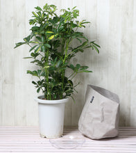 画像をギャラリービューアに読み込む, 斑入り ホンコンカポック(シェフレラ) 7号 鉢カバー「Re:af®」セット