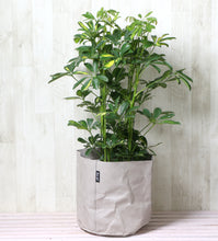 画像をギャラリービューアに読み込む, 斑入り ホンコンカポック(シェフレラ) 7号 鉢カバー「Re:af®」セット