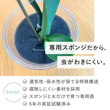 画像をギャラリービューアに読み込む, 【土を使わない花】テーブルプランツ(Table Plants) ミディ胡蝶蘭 ※期間限定